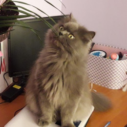 Коконут