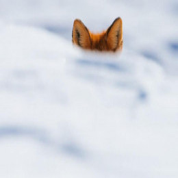 Foxy