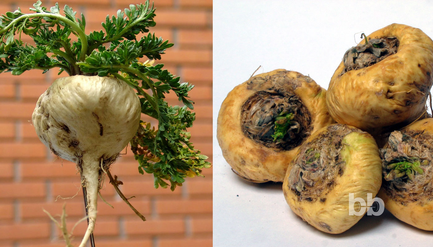Мака (Lepidium meyenii) - тропически лек за либидо