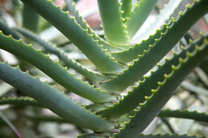Алое Вера (Aloe vera)