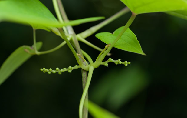 Диоскореа делтоидеа (Dioscorea deltoidea)