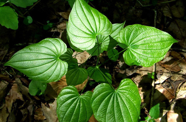 Див ямс (Dioscorea villosa)