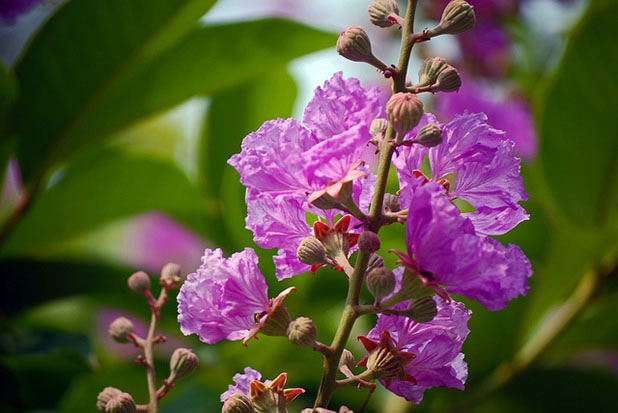 Lagerstroemia speciosa (Лагерстремия Специоза)