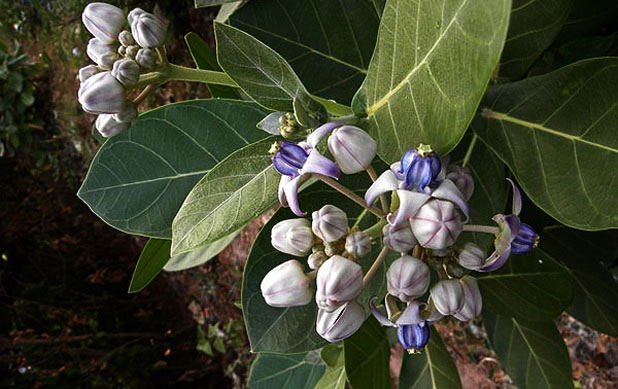 Калотропис гигантеа (Calotropis gigantea)