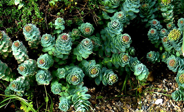 Екстракт от Златен корен (Rhodiola rosea)