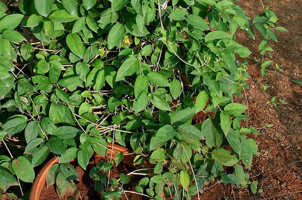Gymnema Sylvestre (Гимнема Силвестре)