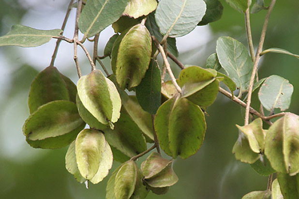 Терминалия арджуна (Terminalia arjuna)