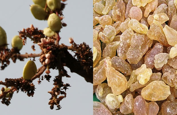 Босвелия (Boswellia serrata)